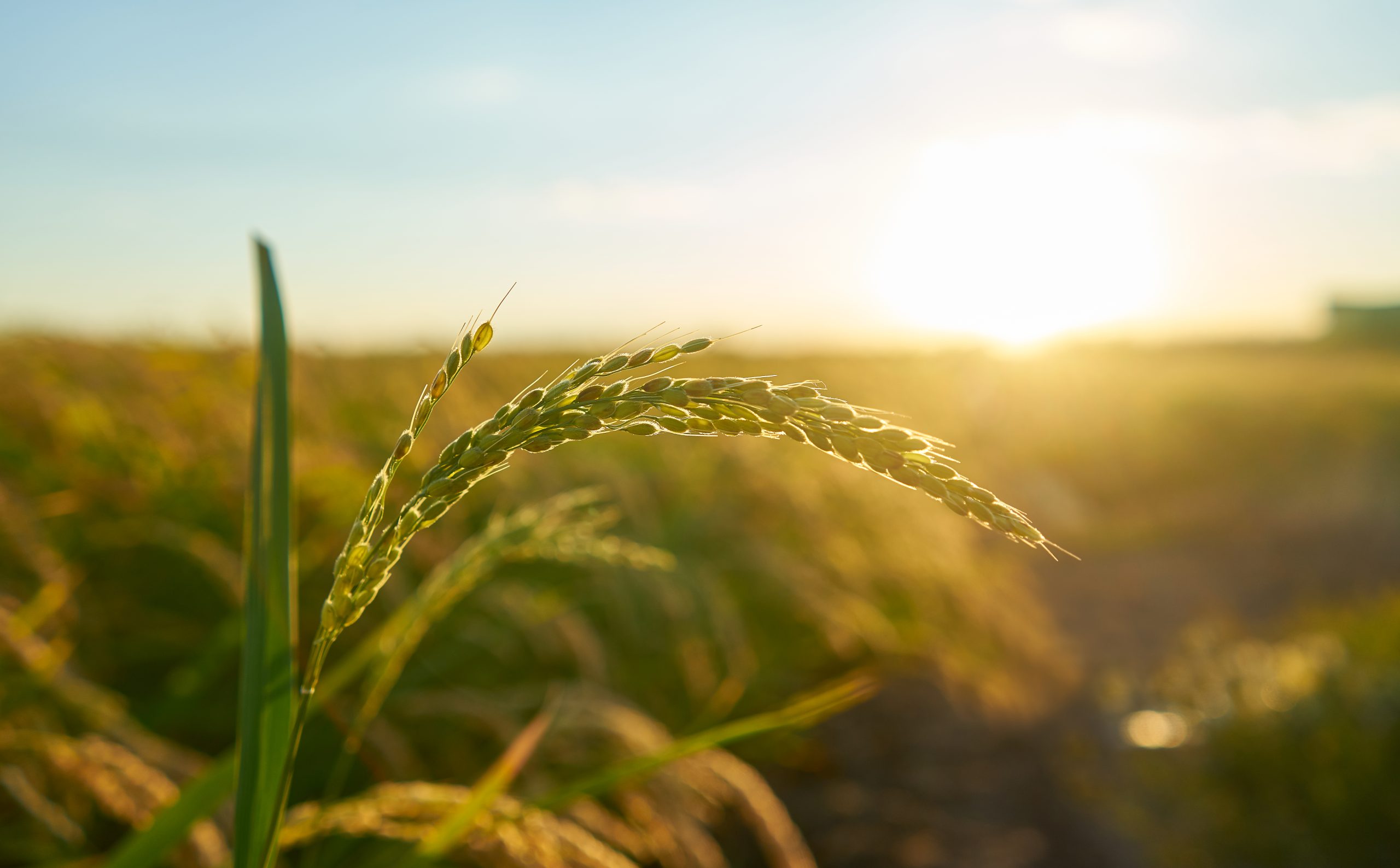 Investigación de nuevo modelo de manejo agro regenerativo sostenible y climáticamente neutro