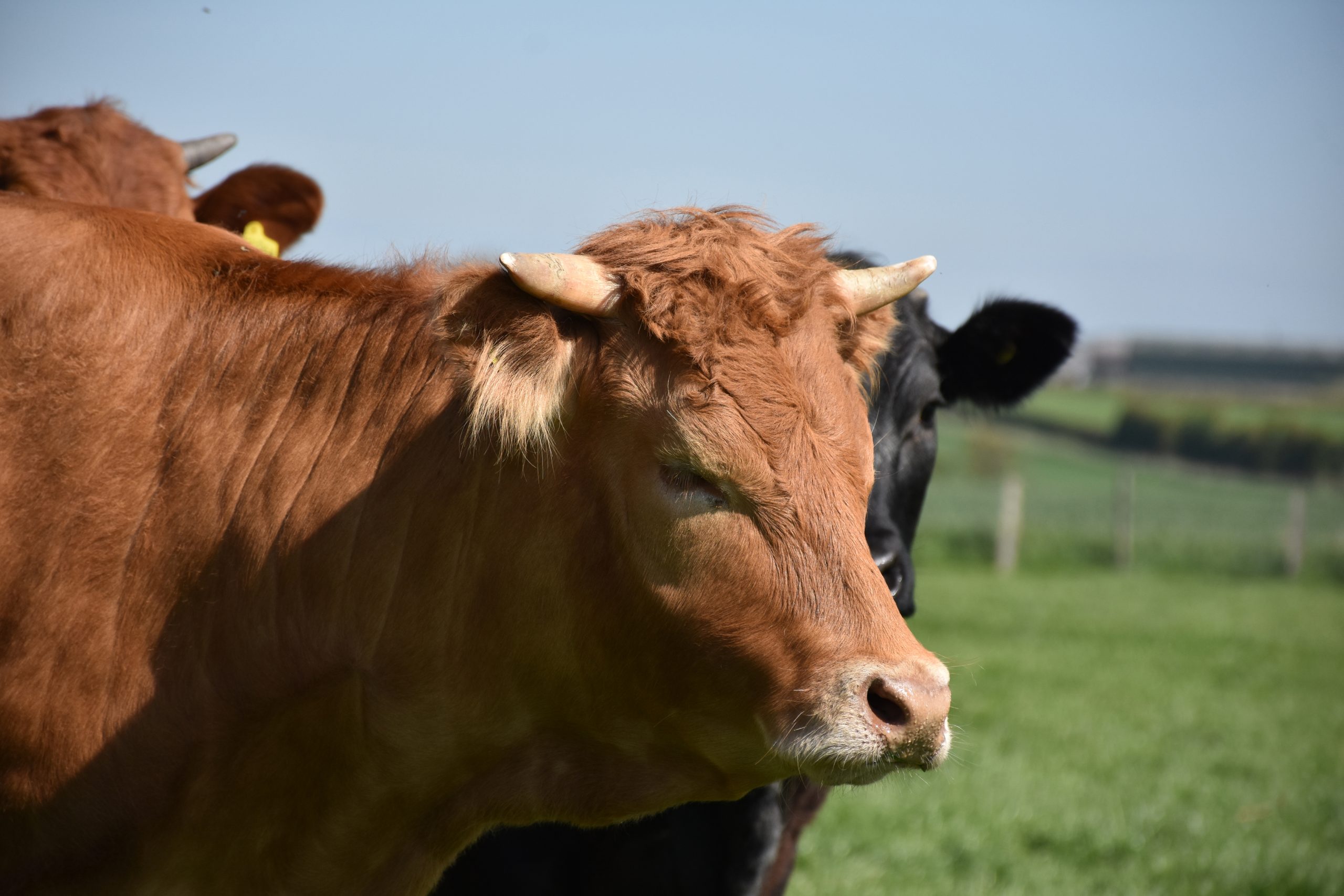 Investigación de la cronobiología del parto en bovino Limousin y mestizo en extensivo